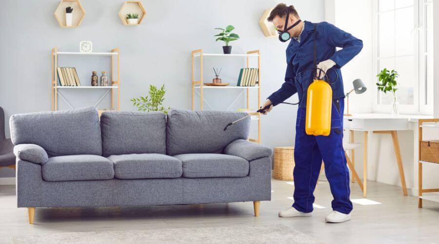 Why choose Mesquite Flea Removal for flea removal in Mesquite